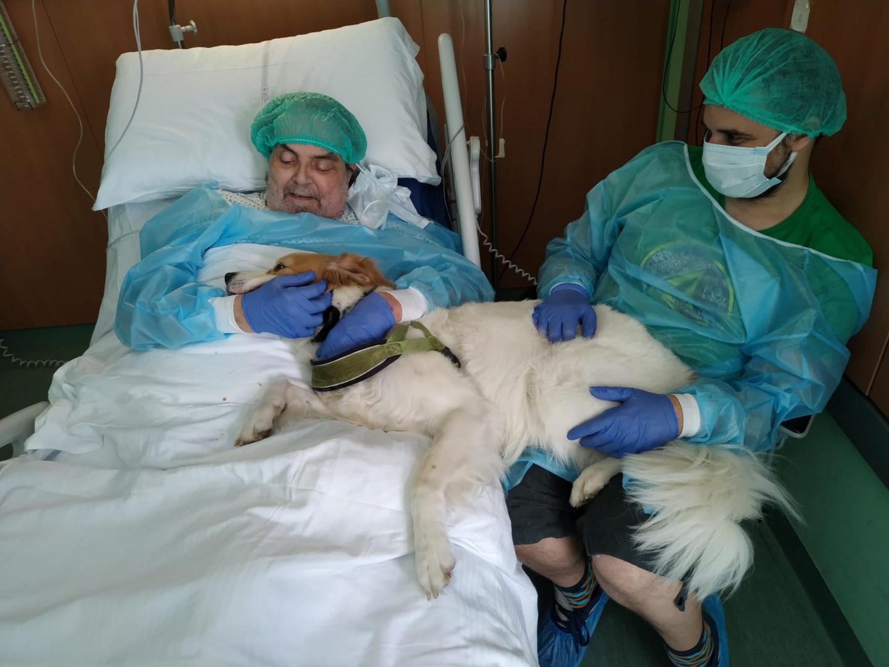 cane e umano in ospedale