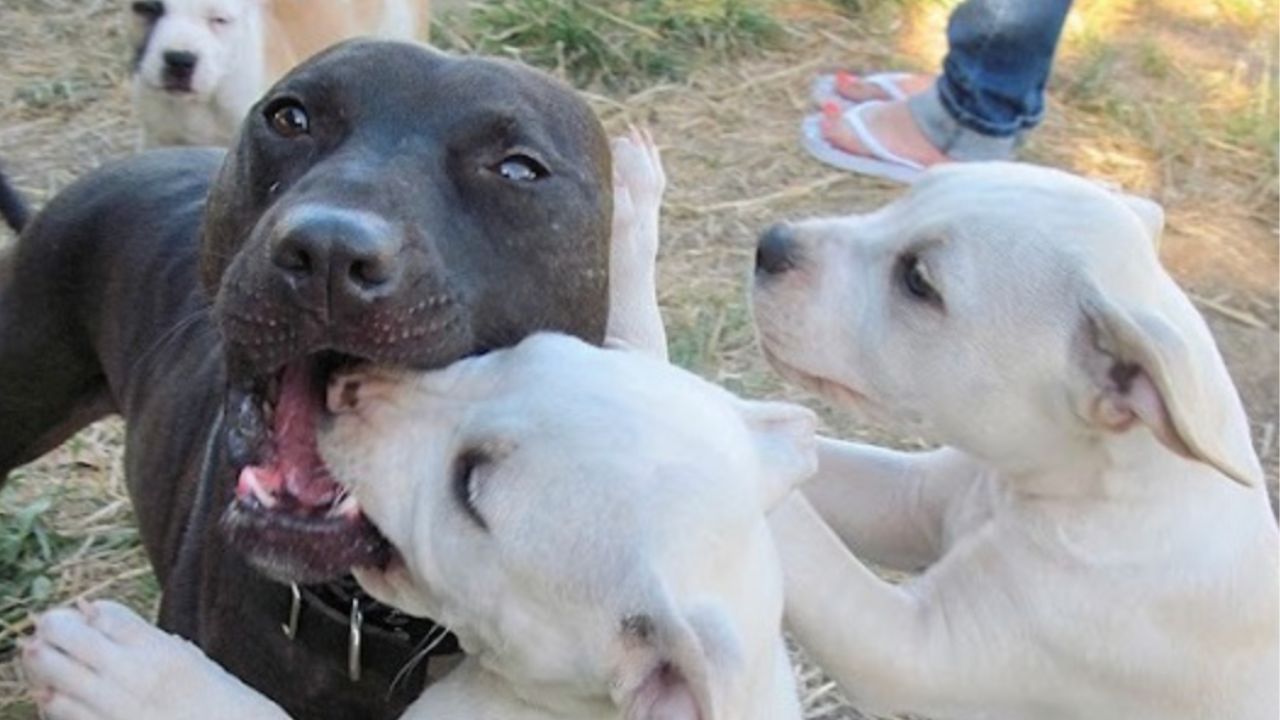 un cane amato