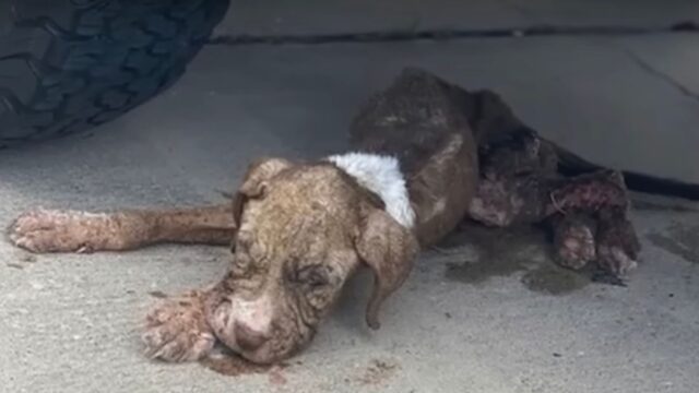 Giaceva abbandonato sotto un’auto, in condizioni pessime: sembrava che nessuno potesse salvare questo cane