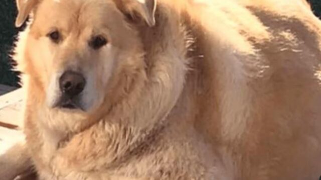 Il vecchio proprietario voleva addormentarlo perché era diventato troppo grasso: questo Golden Retriever ha una nuova vita