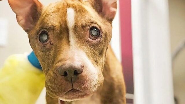 Hazel, la Pitbull cieca che adesso è tornata a vedere com’è bella la vita