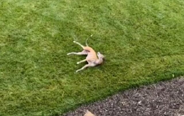Il Levriero viene portato in giardino e capisce che è un posto tutto suo: non contiene l’emozione