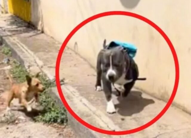 Il Pitbull con lo zainetto in spalla corre via quando due cuccioli cominciano a disturbarlo