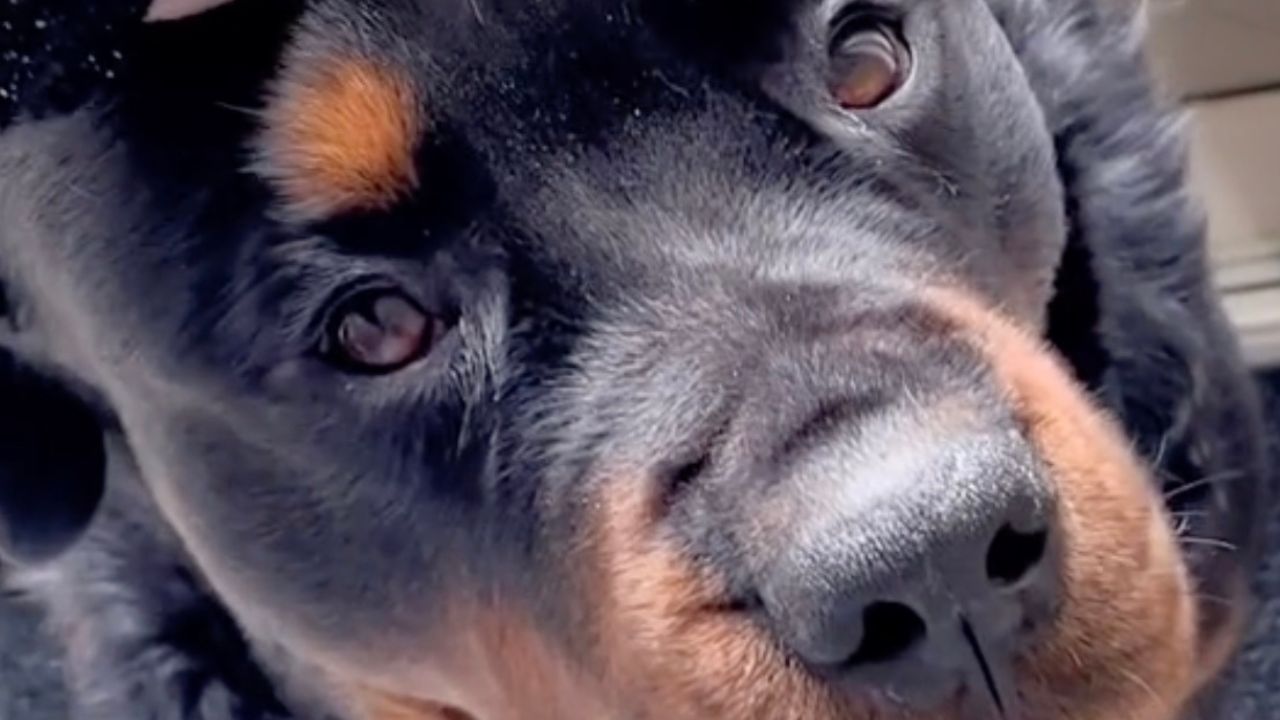 Rottweiler dallo sguardo triste