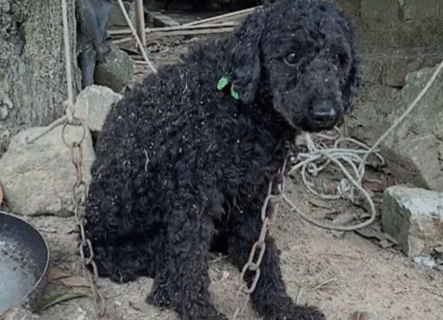 Il cane che per 10 anni ha vissuto in catene adesso è finalmente libero di vivere una vita felice