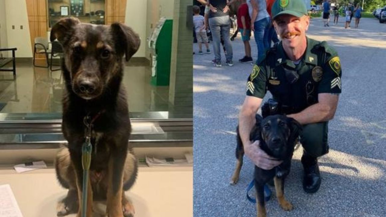 Cane salvato da poliziotto