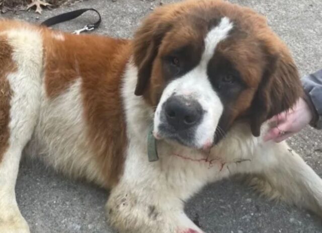 Il cane randagio sopravvive a una caduta di ben 6 metri: parte la corsa per metterlo al sicuro