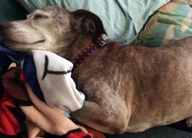 Il cane sordo ha trascorso troppi anni per strada: ora è finalmente felice di avere una famiglia