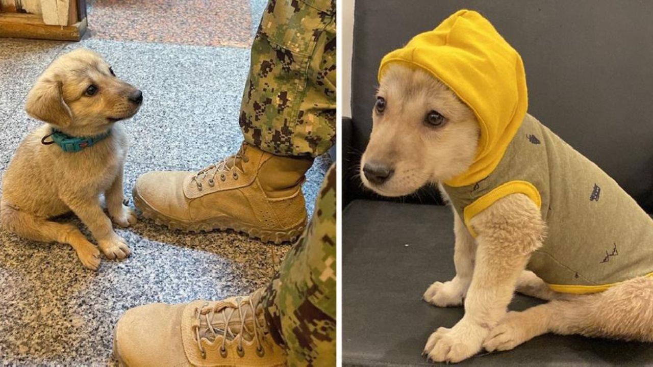 Cucciolo nella base militare