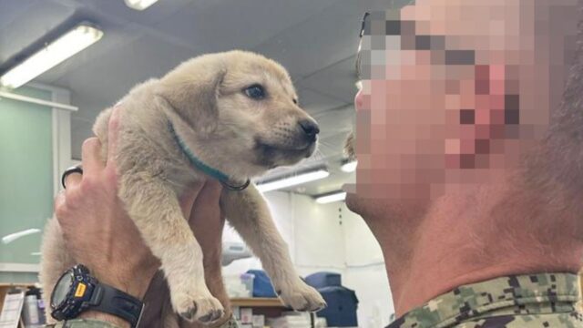 Il cucciolo randagio vagava attorno alla base militare, finché qualcuno non l’ha notato e l’ha aiutato a sopravvivere