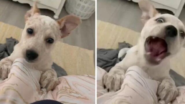 Il cucciolo sordo inventa il suo personalissimo (e adorabile) modo di abbaiare