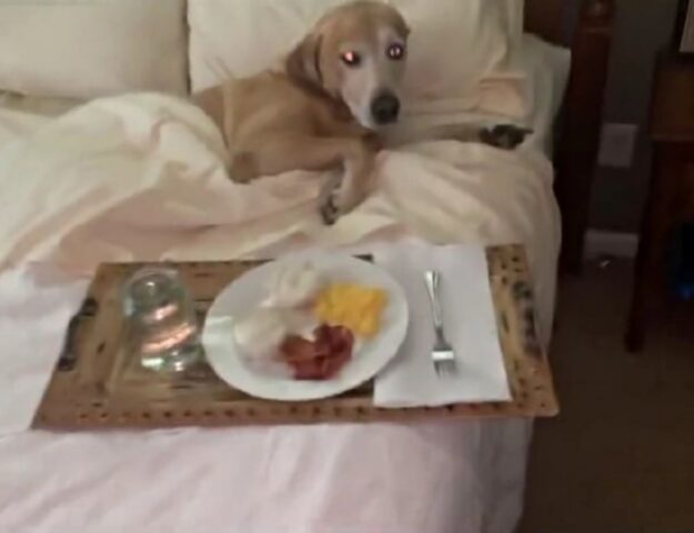 Il papà umano prepara al suo Labrador un meraviglioso (e graditissimo) regalo di compleanno