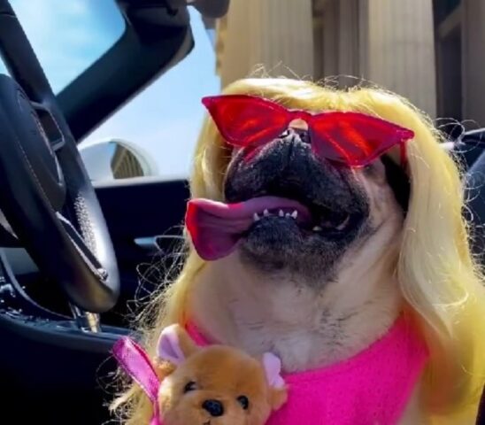 “I’m a Puggie Girl”: questa è la versione di Barbie più car(l)ina che abbiate mai visto