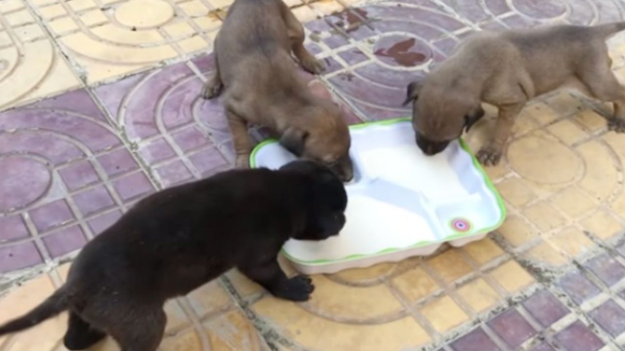 cuccioli bevono il latte 