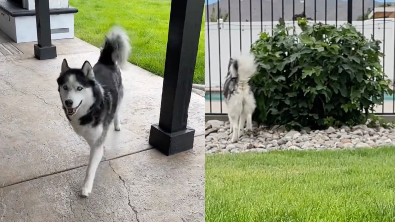 Siberian Husky gioca con la padrona