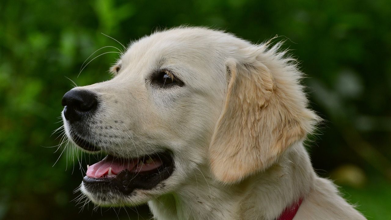 Primo piano Golden Retriever