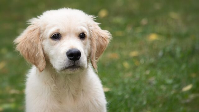 La storia di Chui, il cane che si sta addestrando per portare a compimento un grande destino