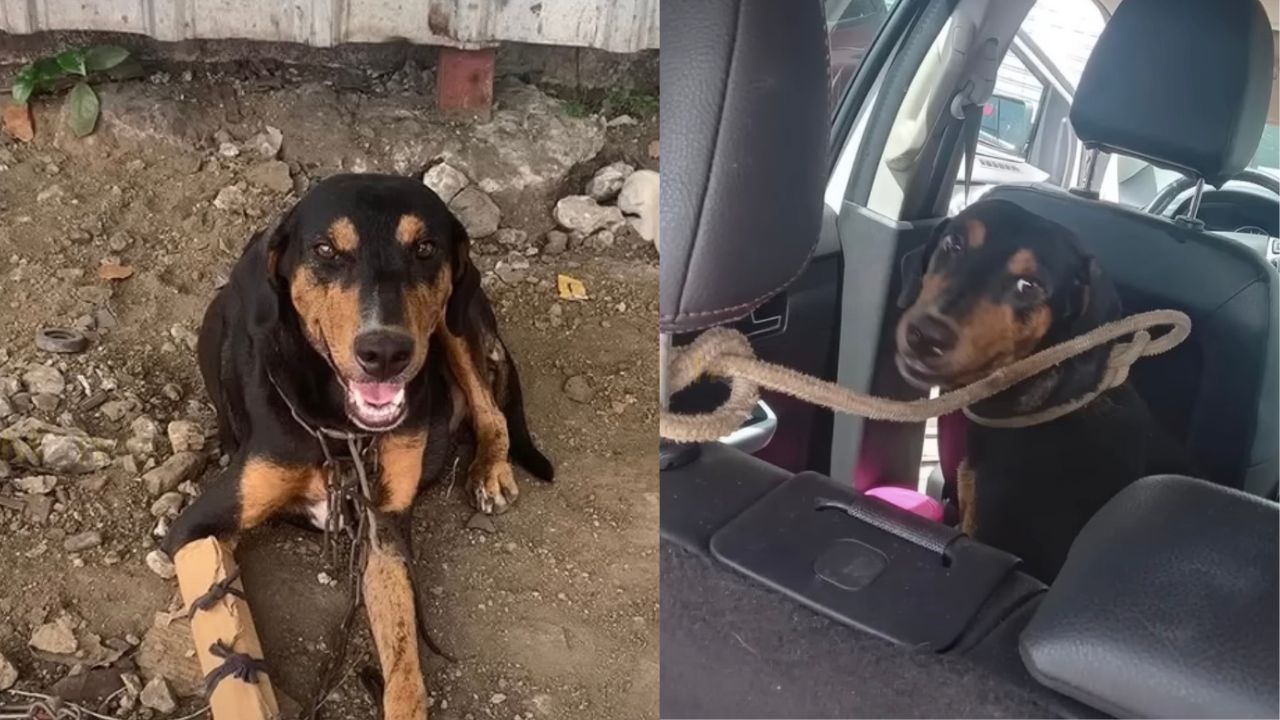 Mamma cagnolina caricata in auto