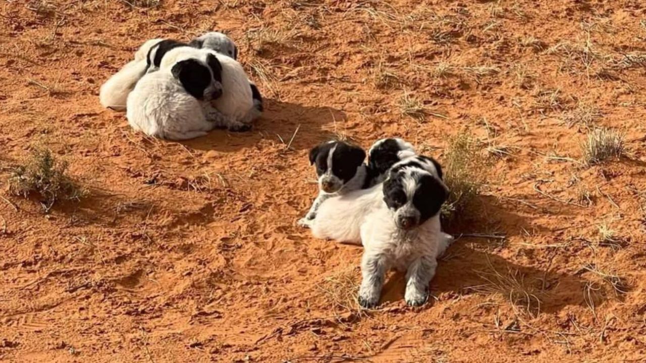 Cagnolini nel deserto