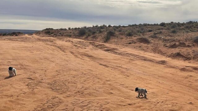 Cani camminano nel deserto