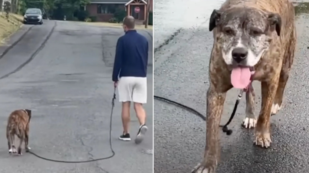 Cagnolina a spasso