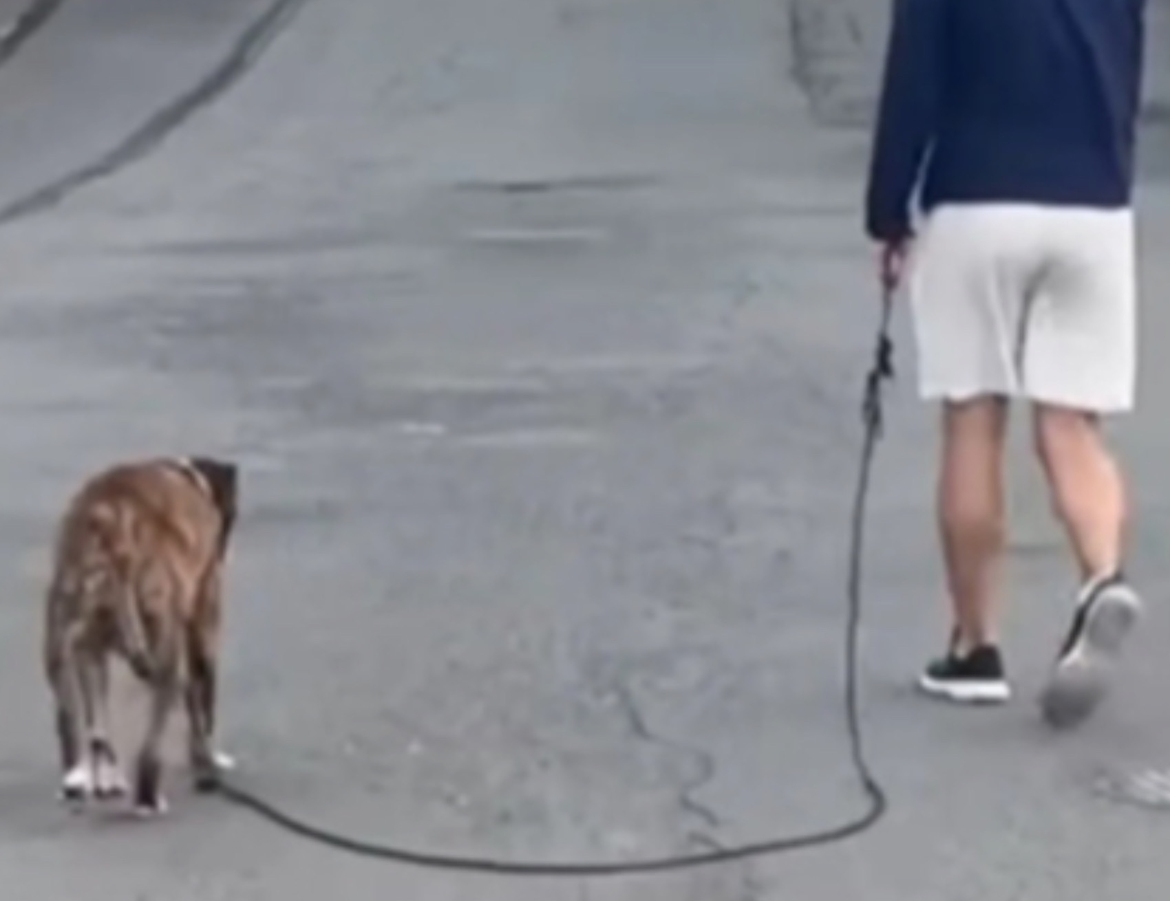 Cagnolina a spasso con il padrone