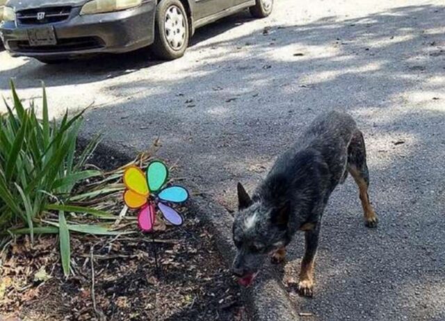 L’uomo ha lasciato il cane proprio sotto il canile e lui ha corso disperato pur di raggiungerlo, rischiando la vita