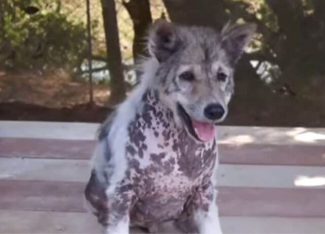 Non contiene l’emozione: questo cane anziano inizia a ballare quando capisce di essere stato adottato