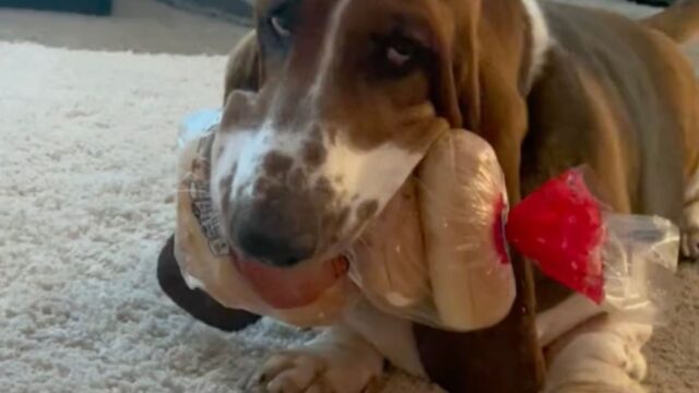 Non è bravissimo a fingere: questo cane fa capire esattamente alla mamma di aver fatto qualcosa di sbagliato