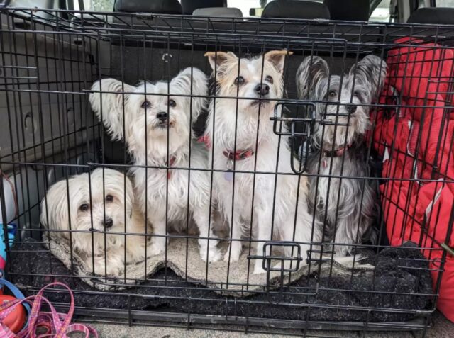 Non si vedono ma ci sono: tutti quanti hanno difficoltà a trovare i cani nascosti in questa foto