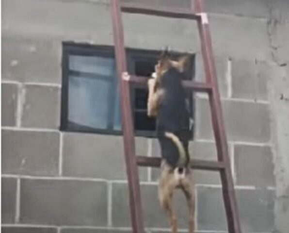cagnolino sulla scala