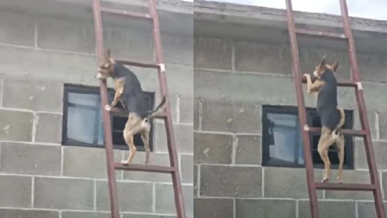 cane sulla scala
