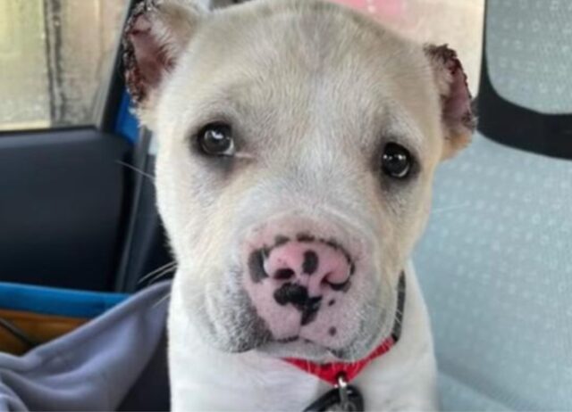 Per tanto tempo lo hanno trattato come se fosse spazzatura. Poi, questo cane è letteralmente rinato