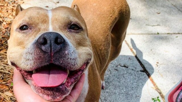 Pit Bull passa da tormentato cane combattente ad angelo, sfatando tutti i miti negativi su questa razza