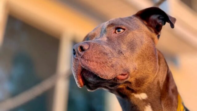 Pitbull trova e salva un neonato abbandonato in un cassonetto: è successo a Taranto