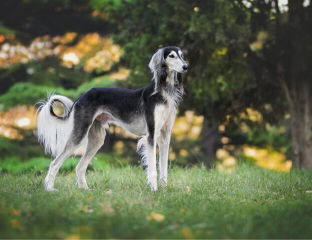 Queste sono le cose che il tuo cane dovrebbe (davvero) fare ogni giorno