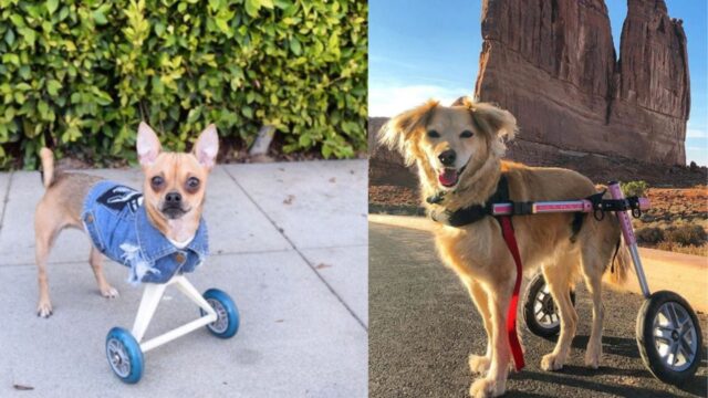 Questi cani dimostrano che puoi goderti la vita a mille semplicemente grazie a… due ruote