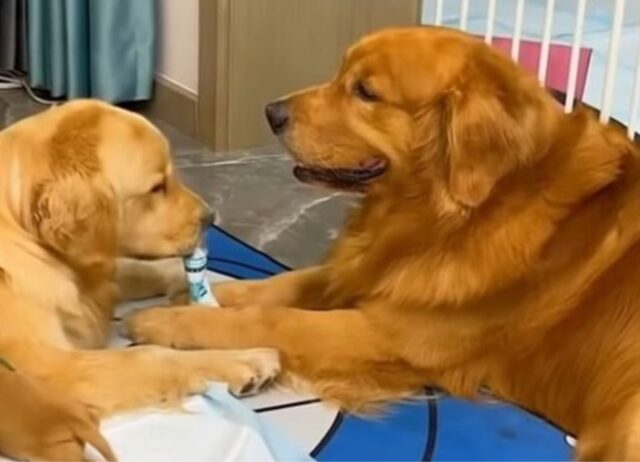 Questo Golden Retriever sì che sa prendersi cura della sua compagna incinta, vedere per credere