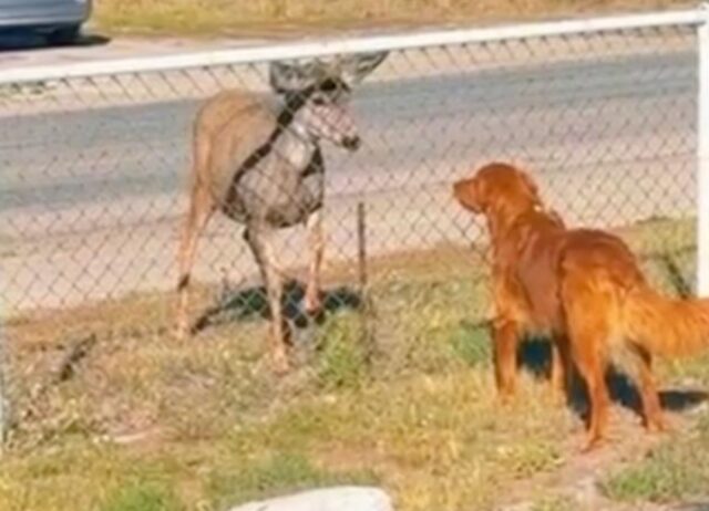 Questo cervo si è innamorato del cane e ha deciso di presentarlo alla sua famiglia