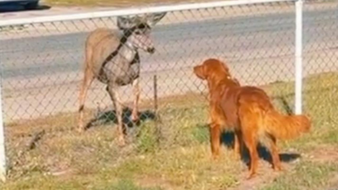 Un cane fantastico 