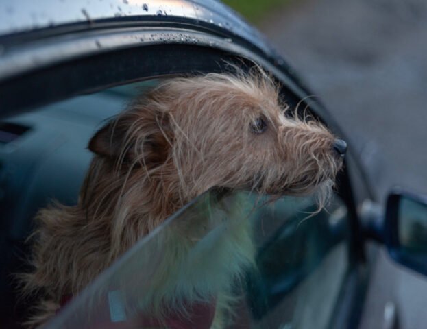 Ricordatelo: questo è il motivo per cui il cane non dovrebbe mai e poi mai mettersi sul sedile davanti