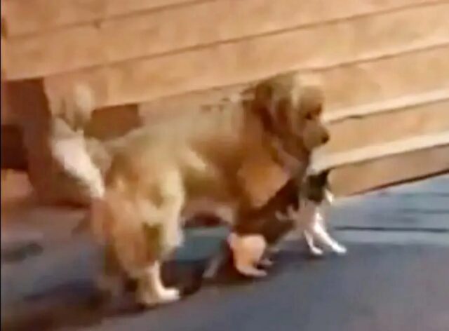 Saggio e posato: questo cane “preleva” il suo amico gatto prima che si scateni una lite furiosa