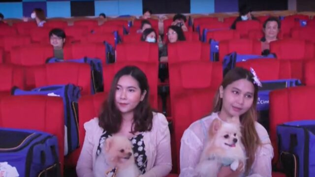 Sì, c’è (almeno) un posto nel mondo dove si può andare al cinema con il proprio cane