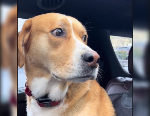 Sì, la faccia che questo cane fa quando si rende conto di essere dal veterinario è davvero impagabile