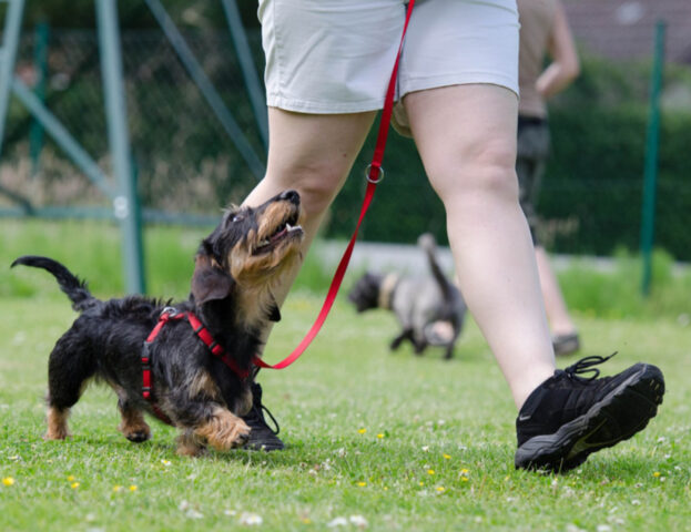 Sì, questi comandi da insegnare al cane sono dei veri e propri salvavita