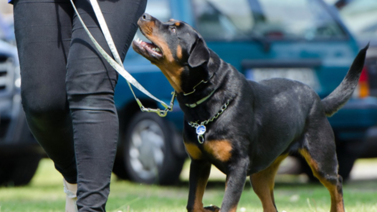 Cane guarda in alto