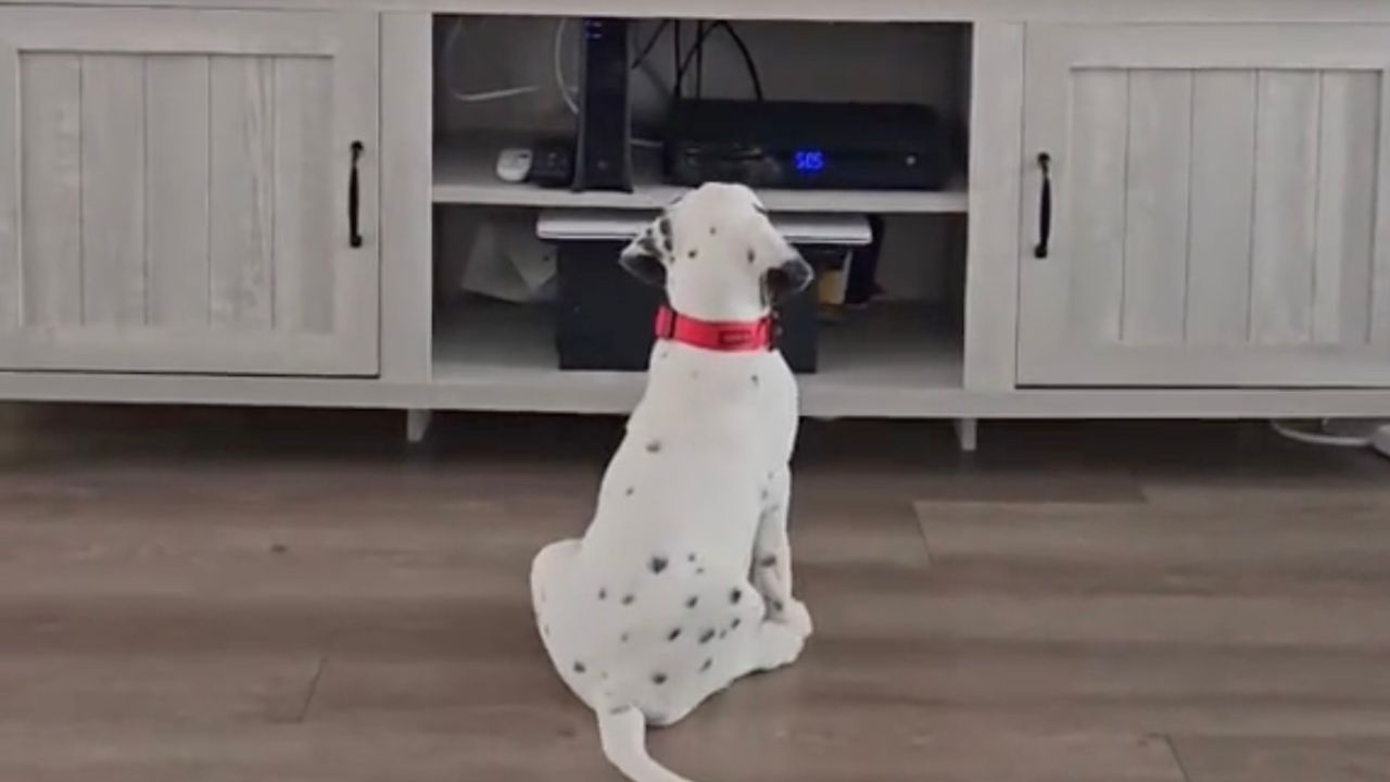 Dalmata guarda la TV