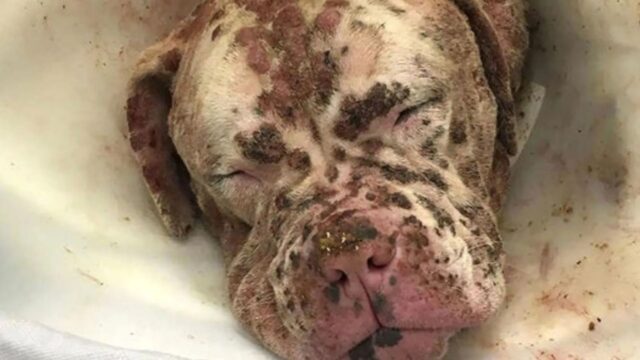 Sordo e preso di mira da uno sciame d’api, il cane sembrava spacciato: invece ha una nuova vita