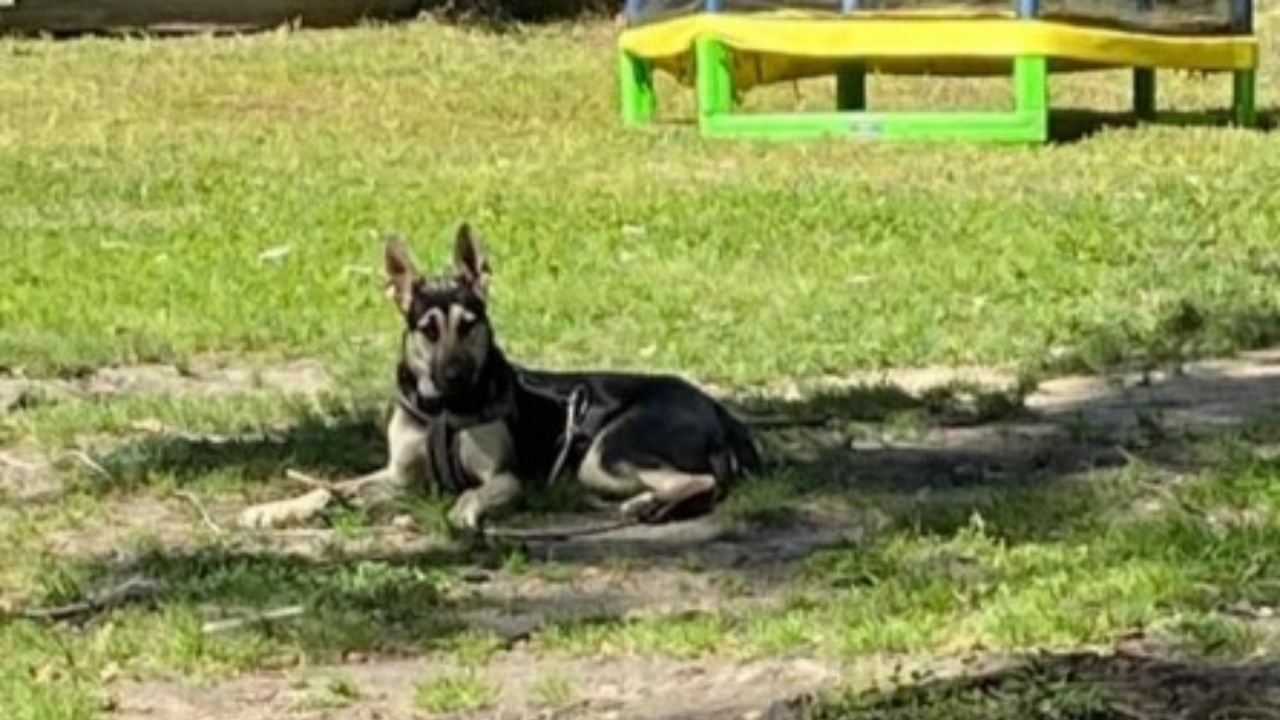 cagnolina