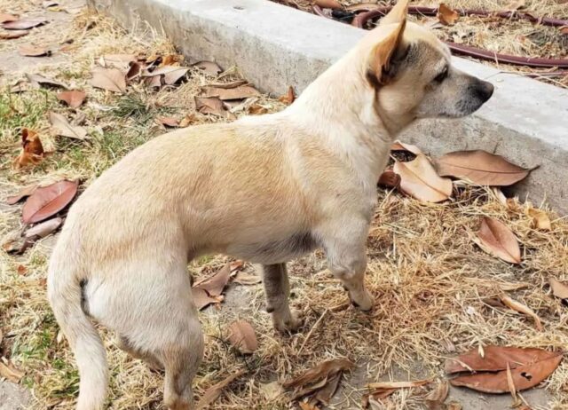 Tornava sempre nello stesso angolo, sperando che lo riprendessero: il cane abbandonato non voleva arrendersi